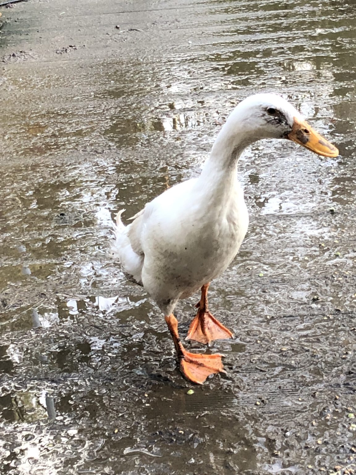 Eine Ente als Lehrmeister – Positives Mindset